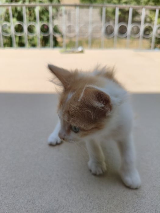 Mushukchalar bepulga