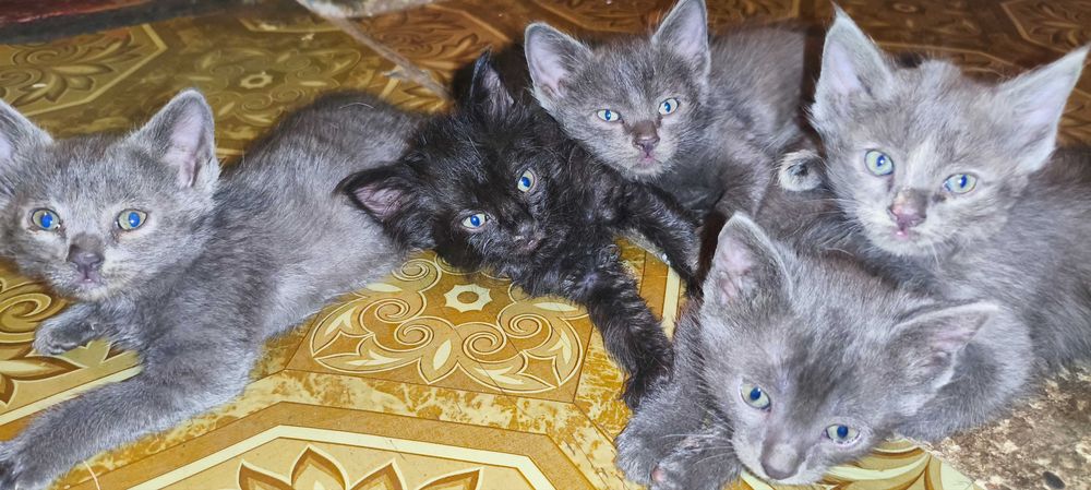 Котята в добрые руки