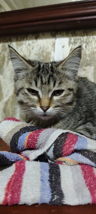 Отдам даром котёнка девочка