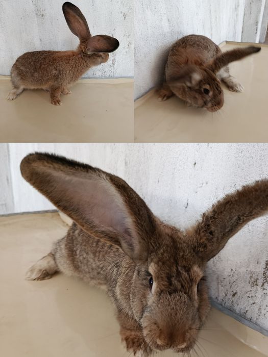 Quyon bolalari sotiladi