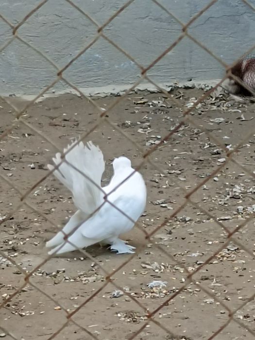 Продаются статные голуби