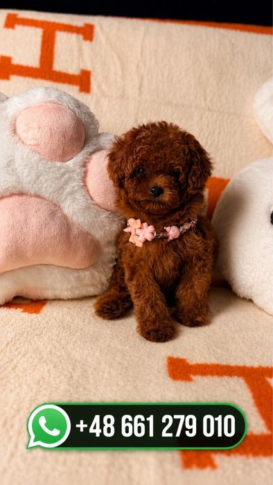 Истински Teacup Poodle – Гарантирано малък размер, Premium качество