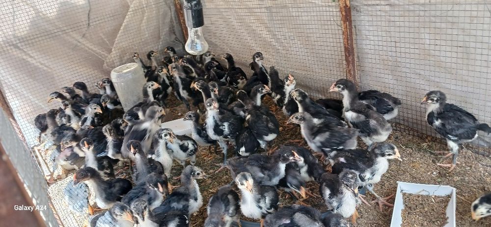 Qora shaxzoda tuxumlari sotiladi.