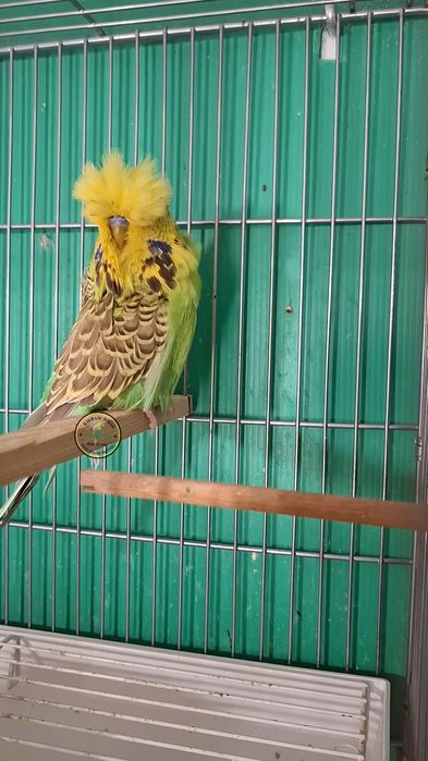 Ръчнохранен социален вълнист изложбен папагал