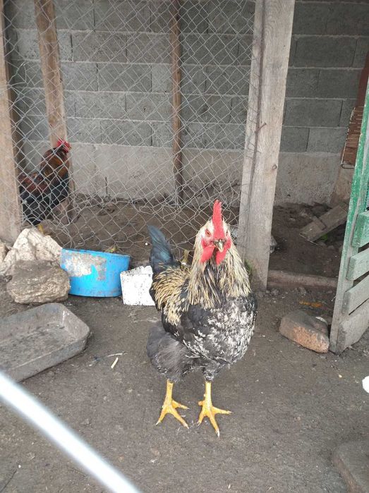 Продавам петли .