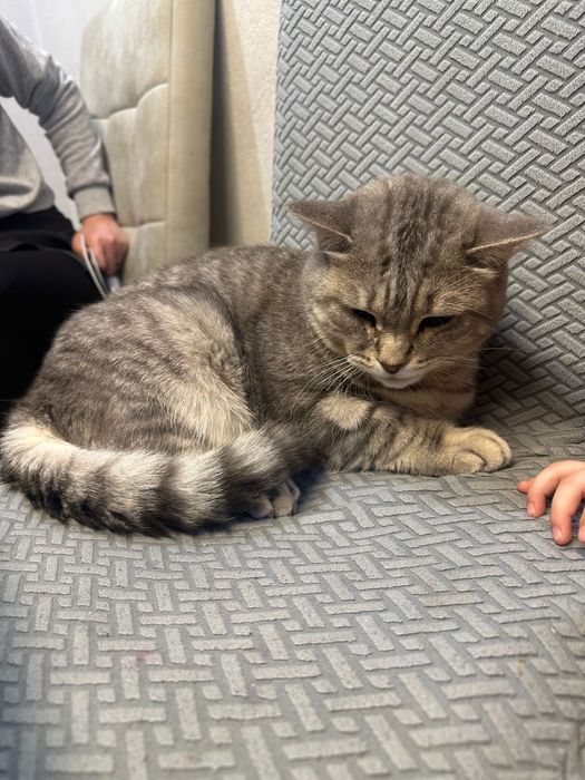 отдам в добрые руки