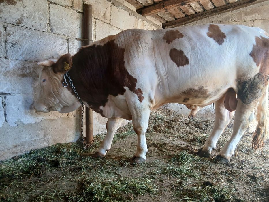 Vand taur  baltata romaneasca