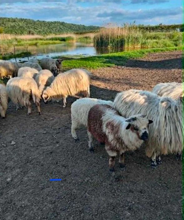 Vând oi și miei