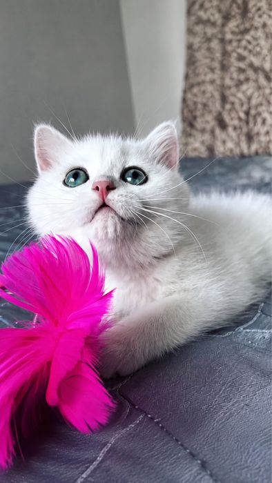 Нежные котята окраса шиншиллы