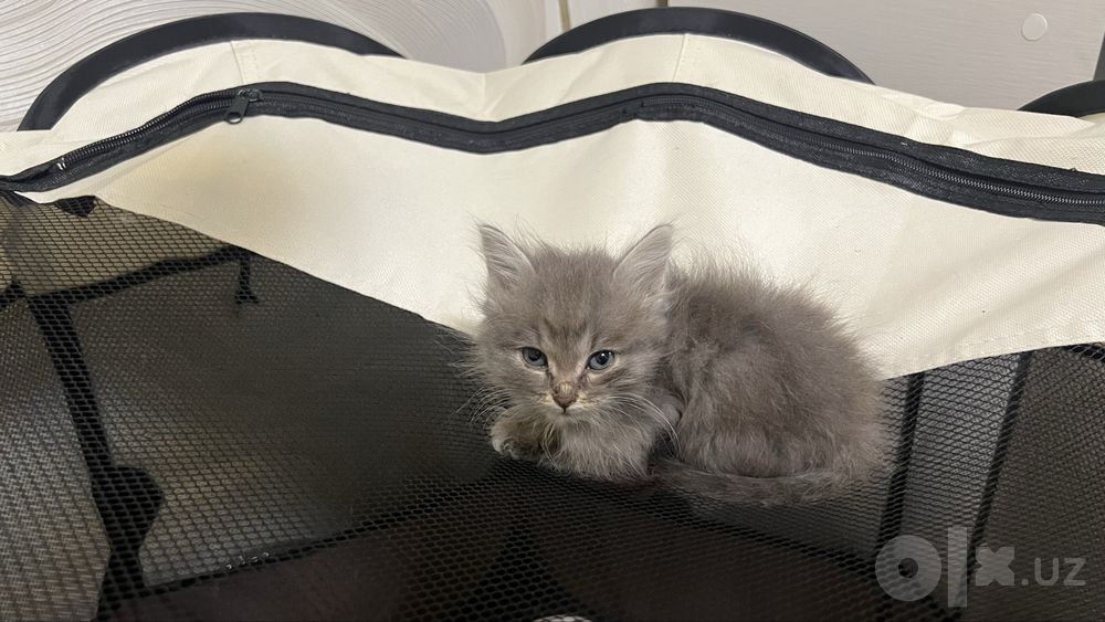 Мушучала сотилади