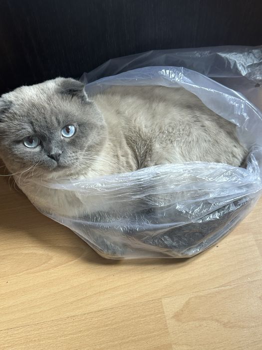 Проадется кот , вислоухий шотландец