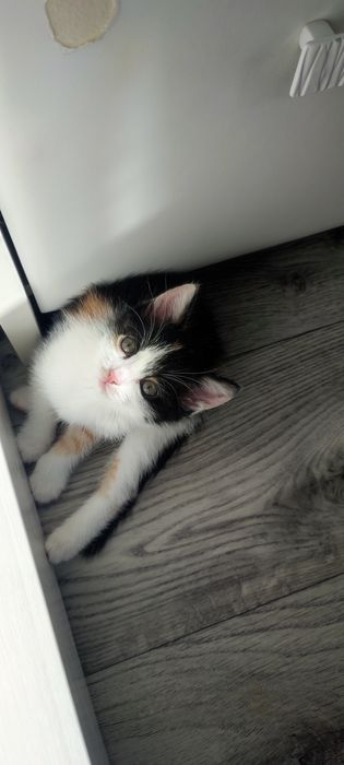 Котята ищят любящих хозяев