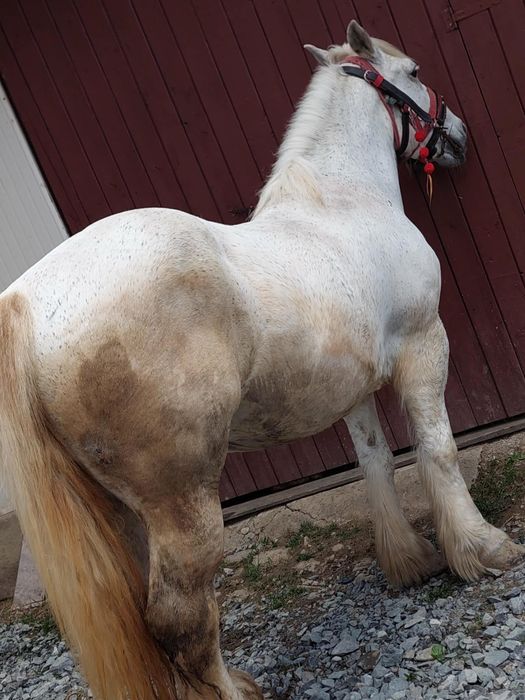 De vânzare iapa de 8 Anii