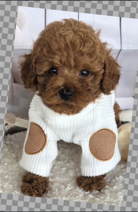 Пудел той /Poodle toy с генетични тестове на родителите с  родословие