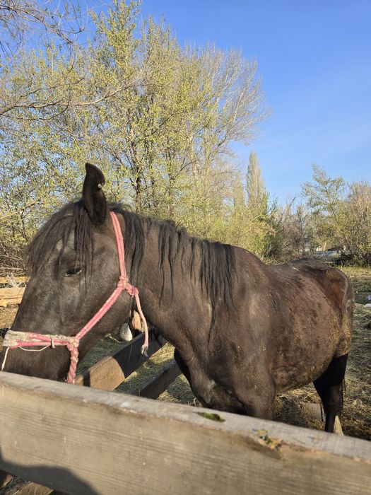Сауынды бие сатылады