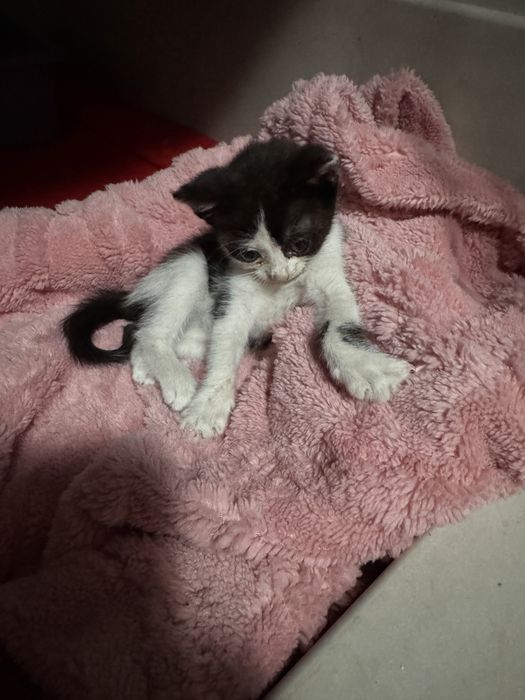 Pisicuta 2 luni pentru adoptie