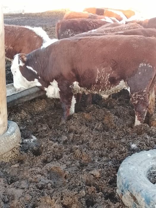 Продаю быков белоголовых на племя