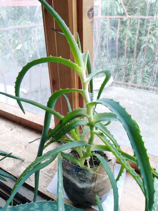 Лечебни Алое Вера и Дървовидно алое, Хлорофитум, Олиандър-лян