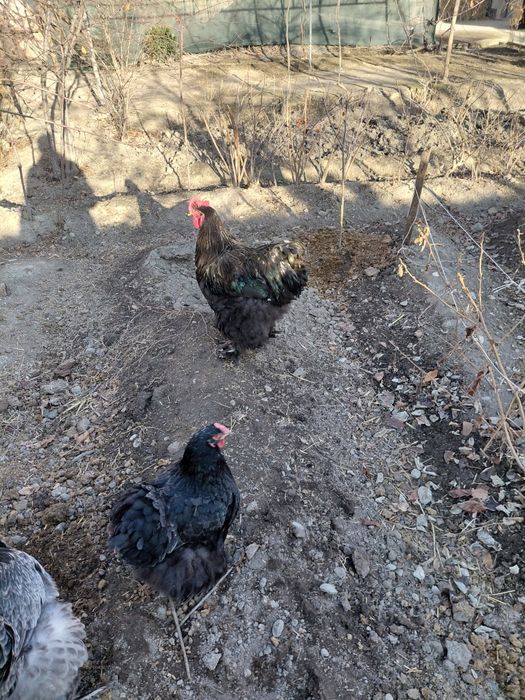 Тоза кохинлар сотилади 3 та макиён 1 та хуроз