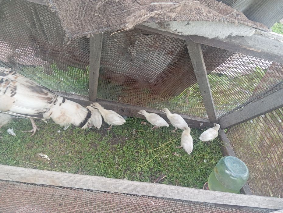 Продам индюшка с индюшатоми