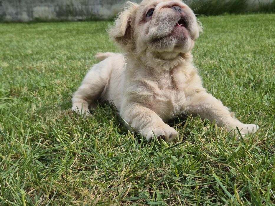 Bulldog francez fluffy