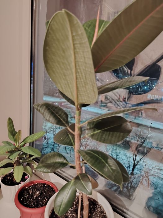 Продам цветок Фикус