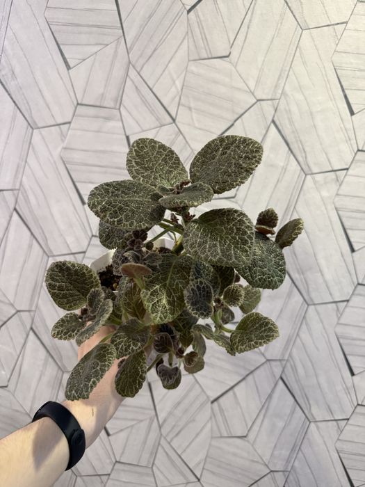 Продам Комнатные цветы