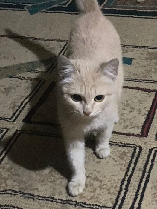 Отдам кота в добрые руки бесплатно