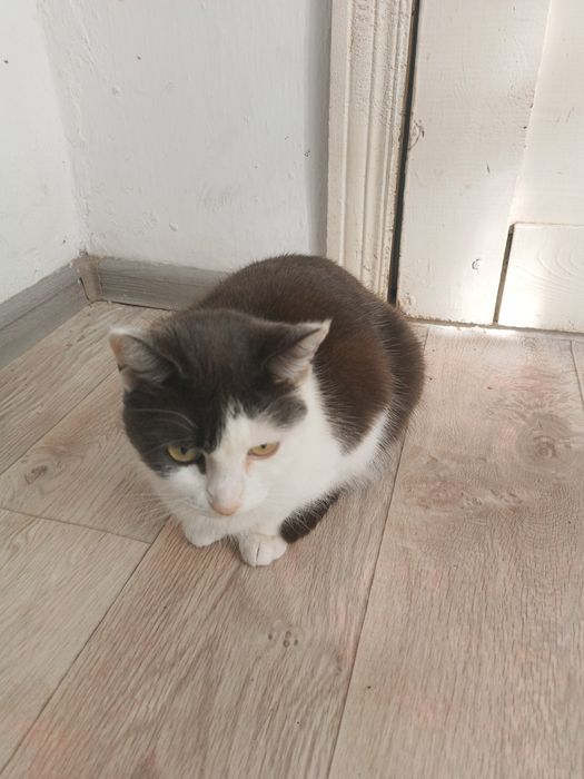 Отдам в добрые руки