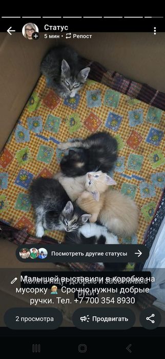 Город.Котята в добрые руки