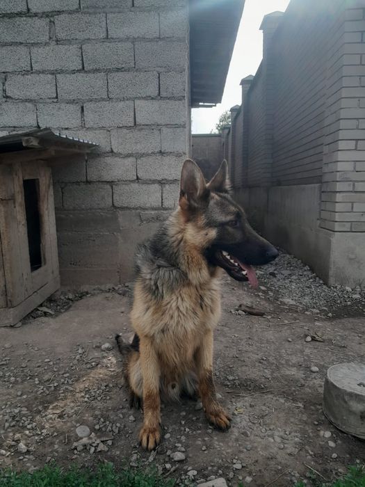 Немецкий овчарка