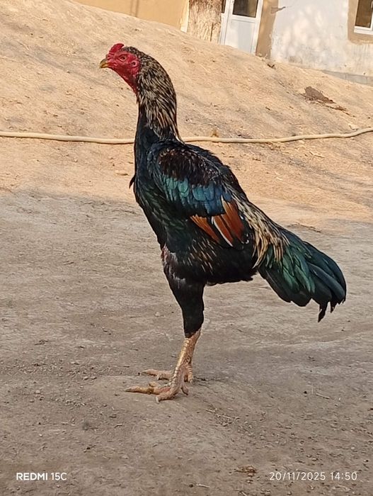 Dakan xoʻroz sotuvda