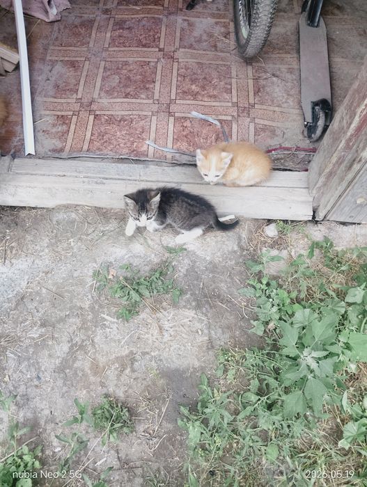 Животные,котята.