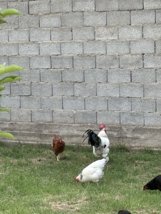 Домашний тауыктар