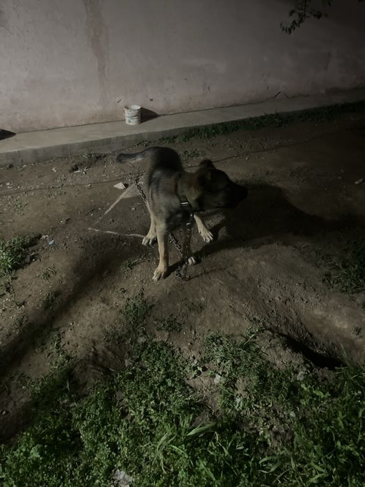 отдам в даром щенка кангала