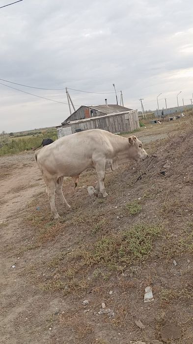 Бычки 4-6 месяцев