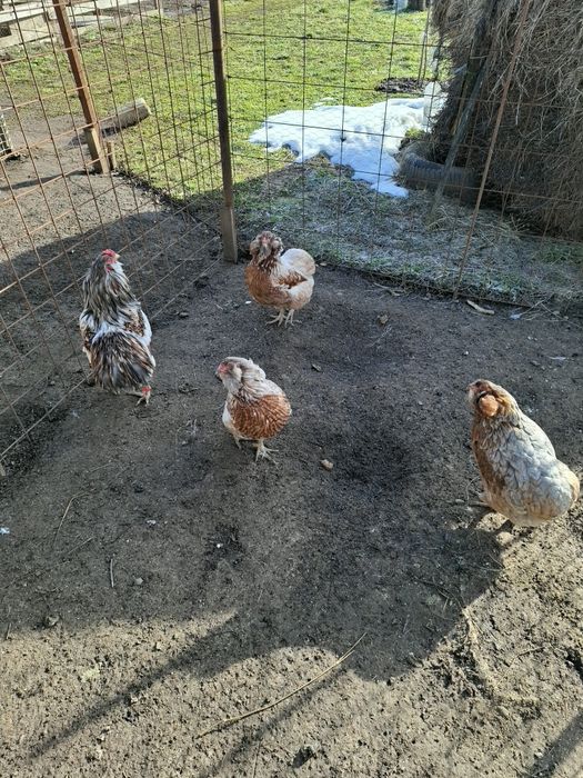 Găini și cocoși  Araucana