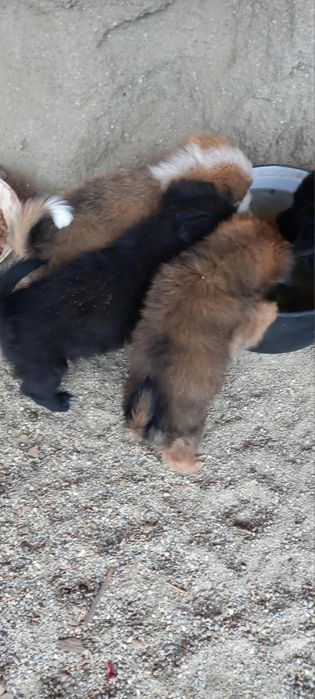 Donez cățeluș talie medie
