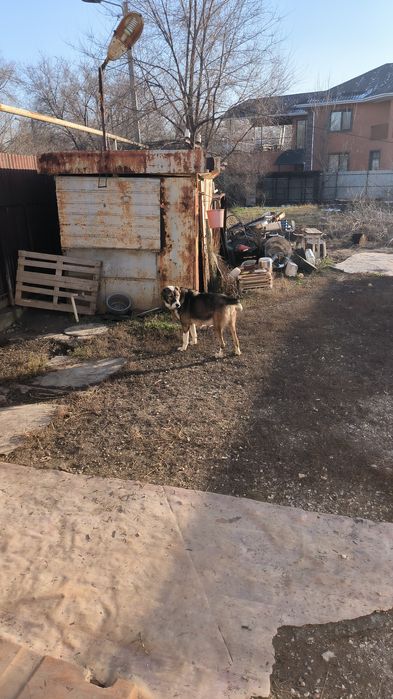 Собаки совершенно бесплатно