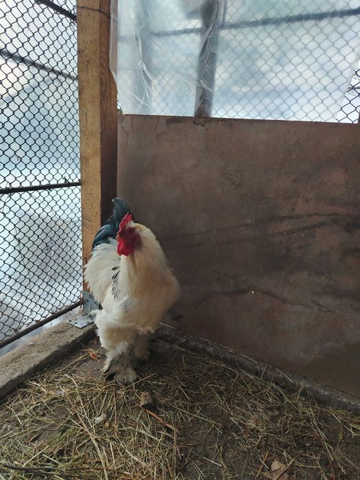 Cocos Brahma herminat deschis