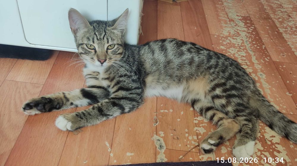 Котят в  хорошие руки