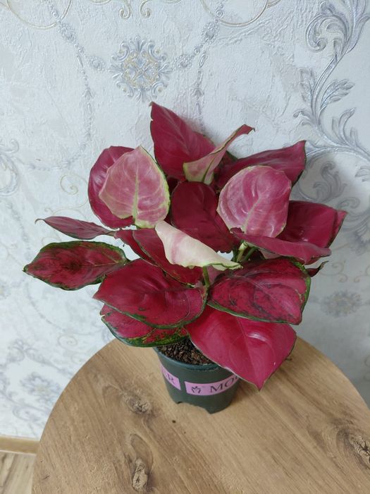 Комнатные растения