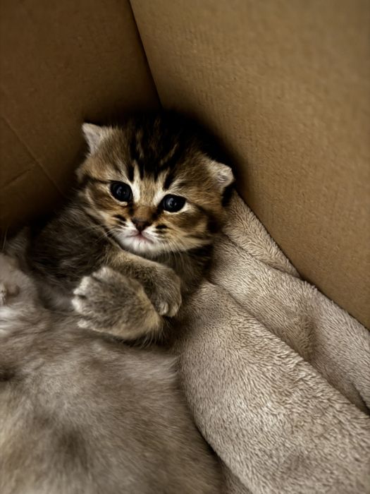 Pisica Scottish Fold