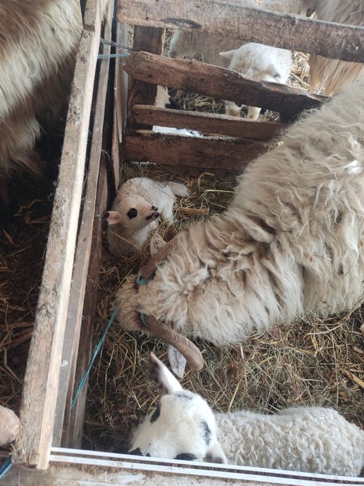 Miei din 2  de vanzare