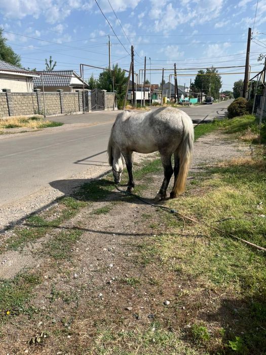 Продам Лошадь торг