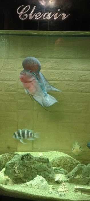 Продавам 1000л.аквариу,999ев.