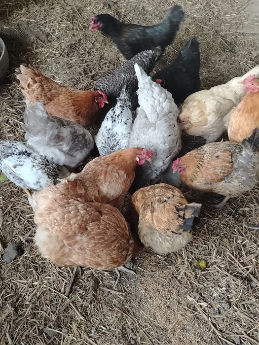 Продам домашних курочек