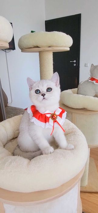 Fetita scottish straight shorthair cu pedigree iubibila