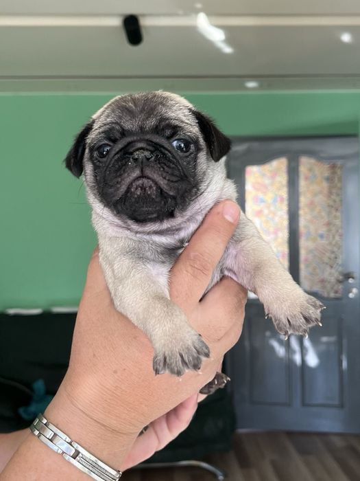 Бебета мопс mops