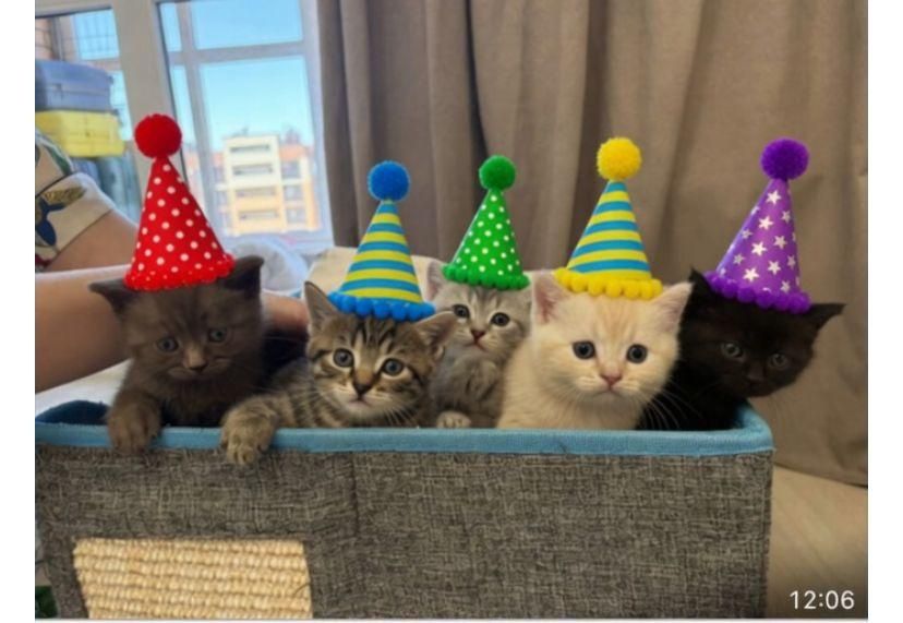 Котята скотиш фолд